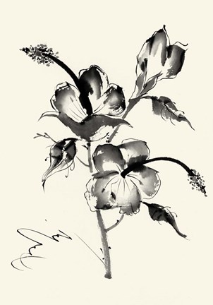 Framed Ink Wash Floral III - Hibiscus Print