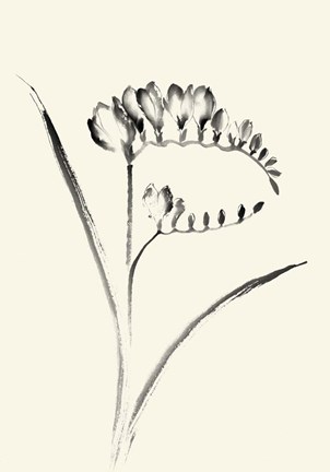Framed Ink Wash Floral VI - Freesia Print