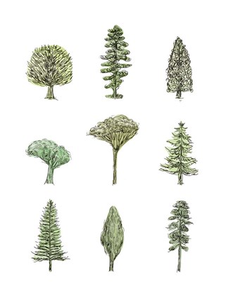 Framed Collected Pines II Print