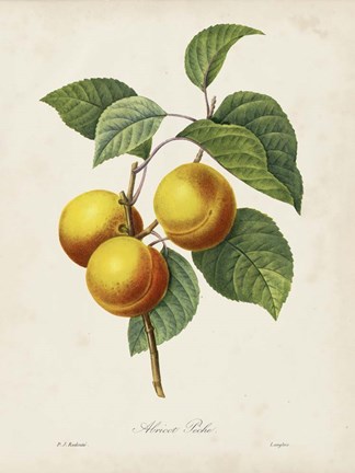 Framed Redoute&#39;s Fruit I Print