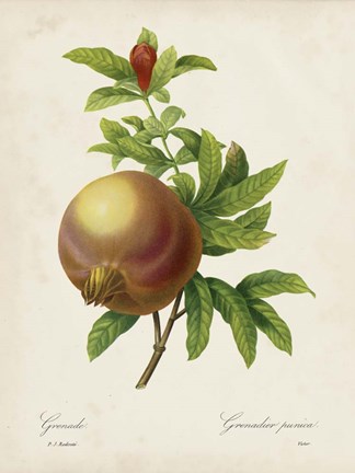 Framed Redoute's Fruit III Print