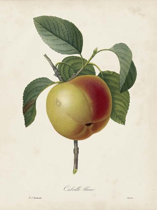 Framed Redoute's Fruit IV Print
