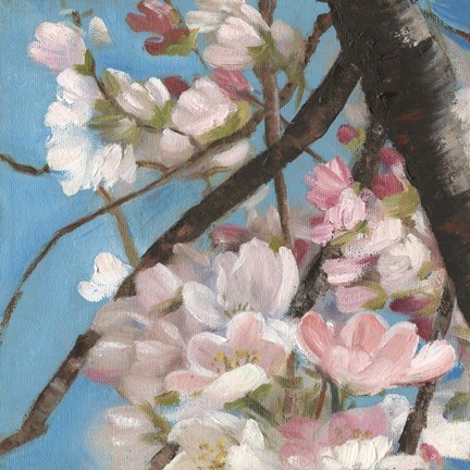 Framed Cherry Blossoms II Print