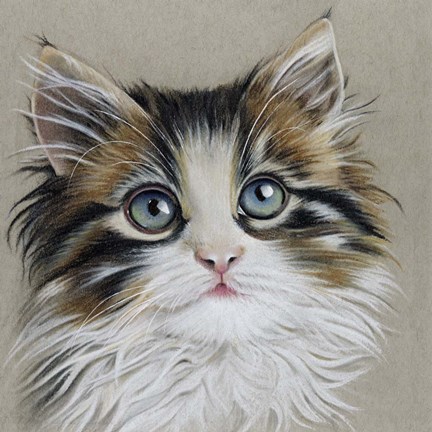 Framed Kitten Portrait II Print