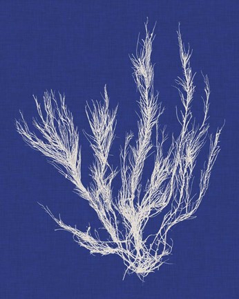 Framed Seaweed Pop VI Print