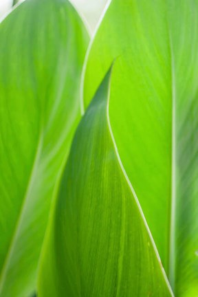 Framed Canna Leaf Close-Up 1 Print