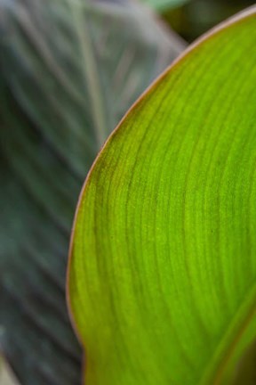 Framed Canna Leaf Close-Up 2 Print