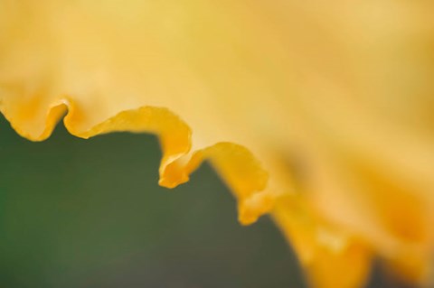 Framed Peach Bearded Iris Print