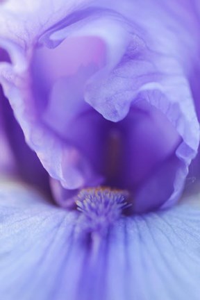 Framed Lavender Bearded Iris Print