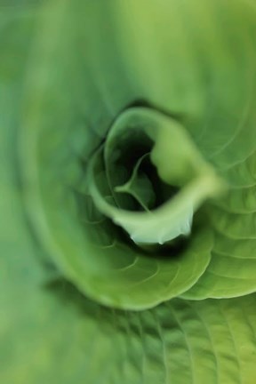 Framed Hosta Leaf Detail 1 Print