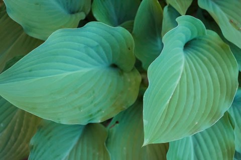 Framed Hosta Leaf Detail 5 Print