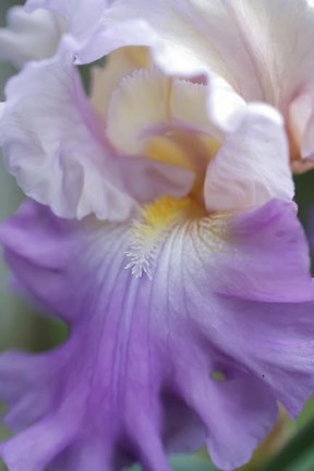 Framed Pale Lavender Bearded Iris Close-Up Print