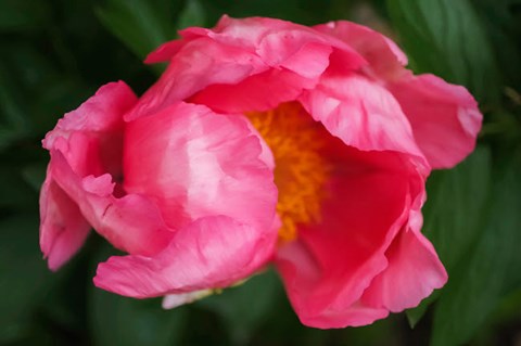 Framed Pink Peony Bloom 2 Print