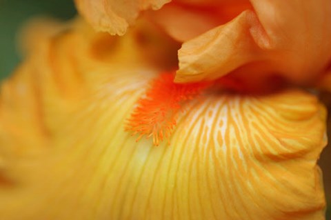 Framed Bearded Iris Flower Close-Up 2 Print