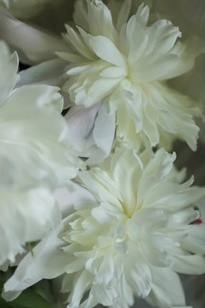 Framed White Peony 3 Print