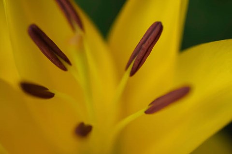 Framed Yellow Daylily Flower Close-Up 2 Print