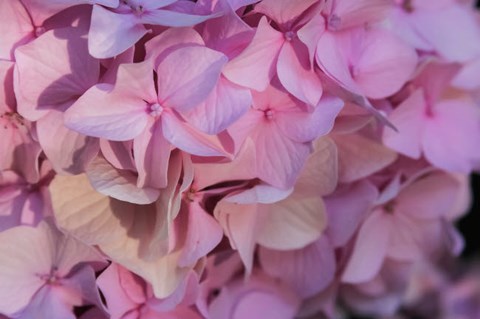 Framed Pink Hydrangea Blossom 1 Print