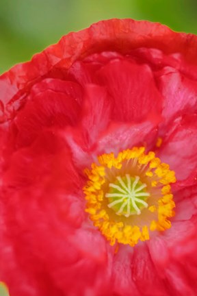 Framed Red Poppy Flower Print