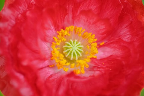 Framed Red Poppy Flower Print