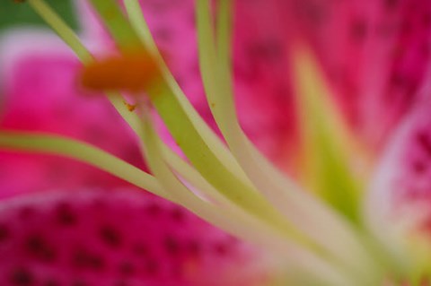 Framed Stargazer Lily 4 Print