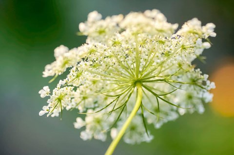 Framed Queen Anne&#39;s Lace Flower 1 Print