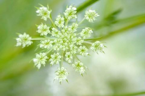 Framed Queen Anne&#39;s Lace Flower 2 Print