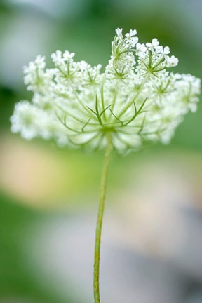 Framed Queen Anne&#39;s Lace Flower 3 Print