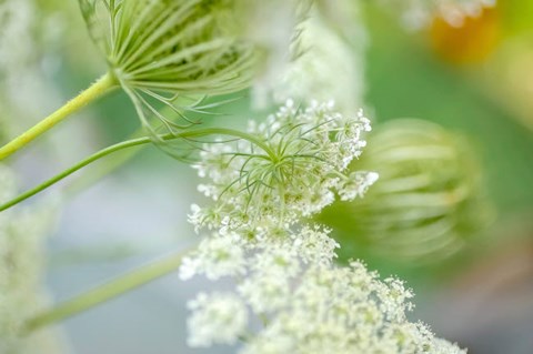 Framed Queen Anne's Lace Flower 4 Print