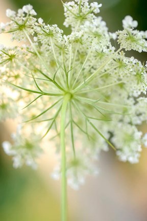 Framed Queen Anne's Lace Flower 5 Print
