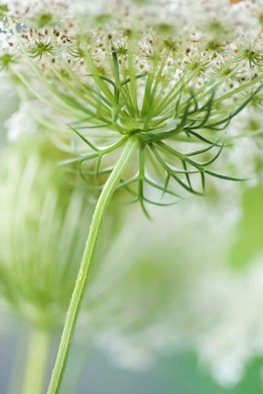 Framed Queen Anne&#39;s Lace Flower 7 Print