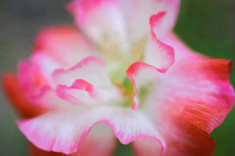 Framed Garden Poppy 3 Print