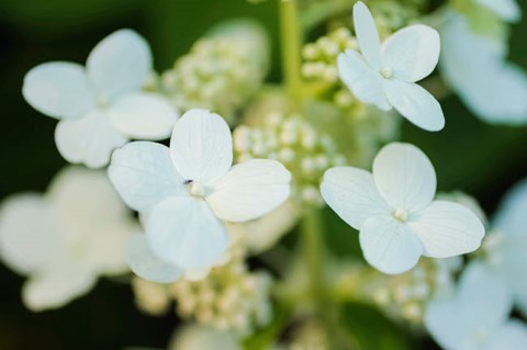 Framed Hydrangea Bloom 2 Print