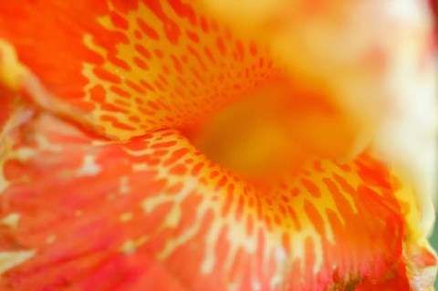 Framed Orange Canna Flower Detail Print