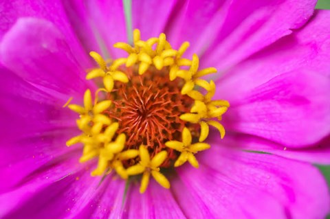 Framed Hot Pink Zinnia Flower Print