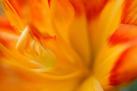 Framed Orange Daylily Print