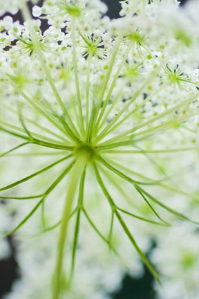 Framed Queen Anne's Lace Flower 1 Print