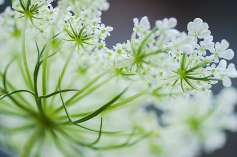 Framed Queen Anne&#39;s Lace Flower 2 Print