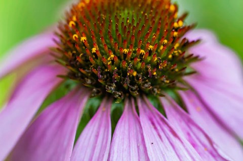 Framed Pink Coneflower Print