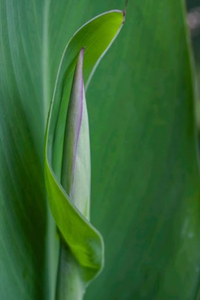 Framed Canna Leaf Bud Print