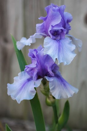 Framed Lavender Iris 2 Print
