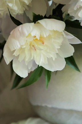 Framed White Peonies In Cream Pitcher 3 Print