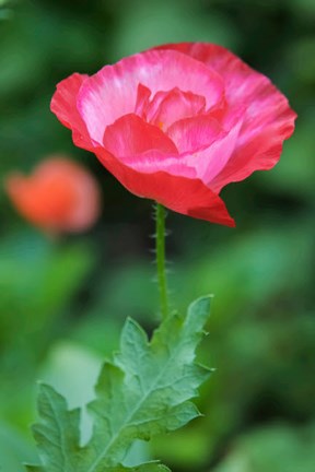 Framed Red Poppy Flower Print