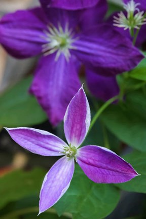 Framed Purple Clematis Flowers 1 Print