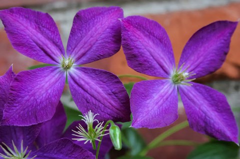 Framed Purple Clematis Flowers 2 Print