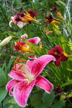 Framed Magenta Stargazer Lily 1 Print