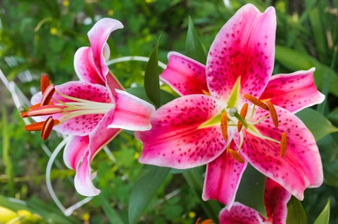 Framed Magenta Stargazer Lily Print
