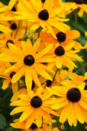 Framed Black-Eyed Susan Flowers 2 Print