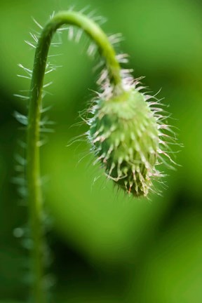 Framed Poppy Flower Bud Print