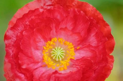 Framed Red Poppy Flower Print