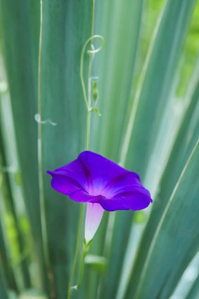 Framed Purple Morning Glory Print